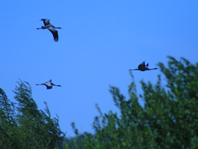 Фото Серый журавль