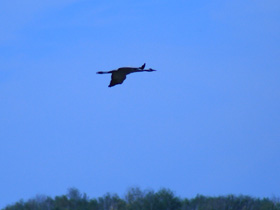 Фото Серый журавль