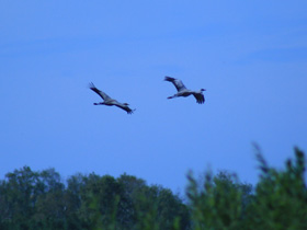 Фото Серый журавль