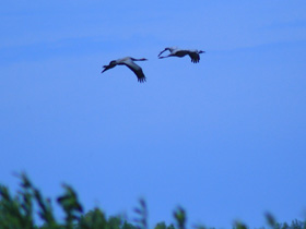 Фото Серый журавль