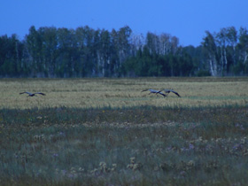 Фото Серый журавль