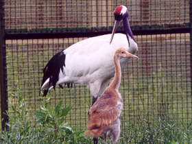 Фото Японский журавль