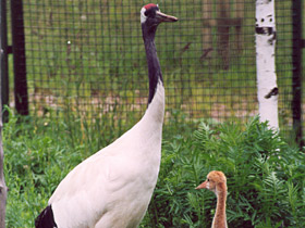Фото Японский журавль