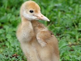Фото Японский журавль