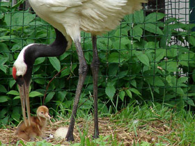 Фото Японский журавль
