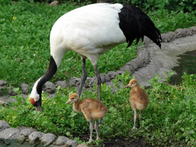 Фото Японский журавль