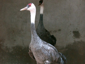 Фото Черный журавль