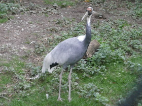 Фото Даурский журавль