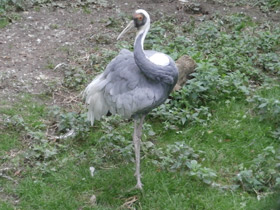 Фото Даурский журавль