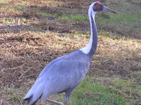Фото Даурский журавль