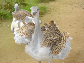 Смотреть фото Дрофа Фото Дрофа