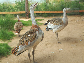 Смотреть фото Дрофа Фото Дрофа