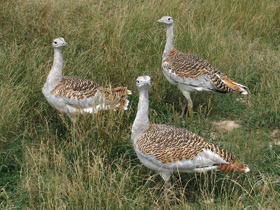 Смотреть фото Дрофа Фото Дрофа