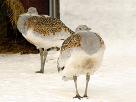 Смотреть фото Дрофа Фото Дрофа