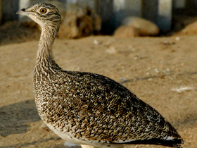 Смотреть фото Стрепет Фото Стрепет