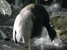 Фото Трубачи