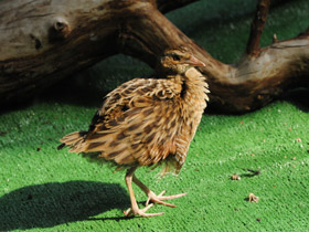 Фото Коростель