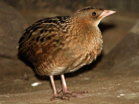 Фото Коростель