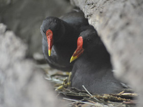 Фото Камышница