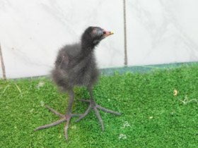 Фото Камышница