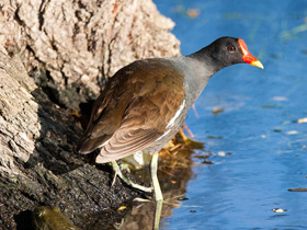 Фото Камышница