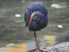 Смотреть фото Султанка Фото Султанка