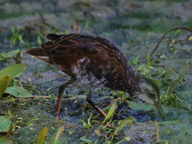 Фото Центральноамериканский пастушок