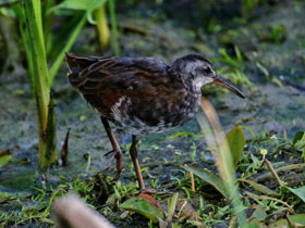 Фото Центральноамериканский пастушок