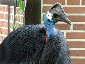 Смотреть фото Казуар-мурук Фото Казуар-мурук