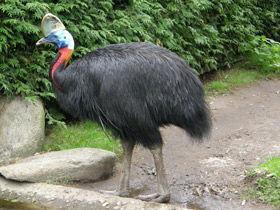 Фото Оранжевошейный казуар