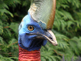 Фото Оранжевошейный казуар