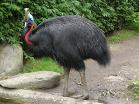 Фото Оранжевошейный казуар