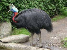 Фото Оранжевошейный казуар