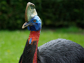 Фото Оранжевошейный казуар