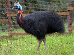 Фото Оранжевошейный казуар