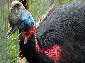 Фото Оранжевошейный казуар