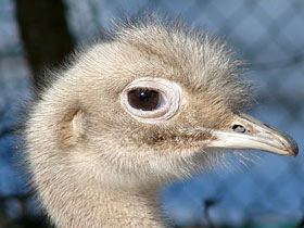 Фото Нанду Дарвина