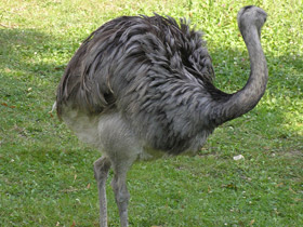 Фото Обыкновенный нанду