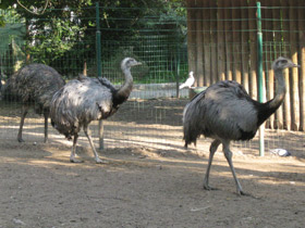 Фото Обыкновенный нанду