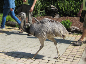 Фото Обыкновенный нанду