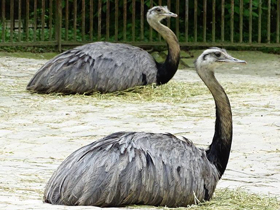 Смотреть фото Нелетающие птицы Фото Нелетающие птицы