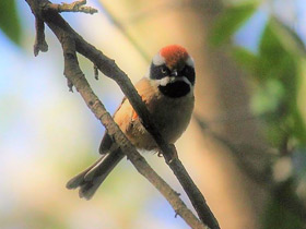Фото Рыжеголовая длиннохвостая синица