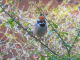 Фото Рыжеголовая длиннохвостая синица