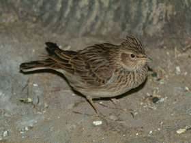 Фото Полевой жаворонок