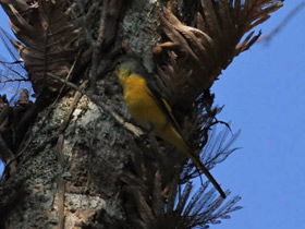 Смотреть фото Чёрно-красный личинкоед Фото Чёрно-красный личинкоед