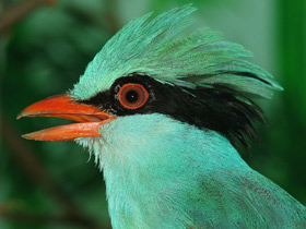 Фото Зеленая цисса