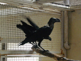 Смотреть фото Белощёкий ворон Фото Белощёкий ворон