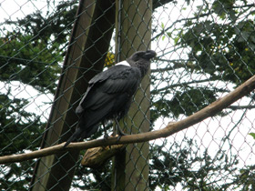 Смотреть фото Белощёкий ворон Фото Белощёкий ворон