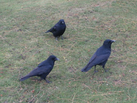 Смотреть фото Чёрная ворона Фото Чёрная ворона