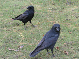 Смотреть фото Чёрная ворона Фото Чёрная ворона